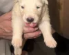 White Swiss Shepherd Dog