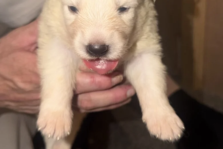 White Swiss Shepherd Dog