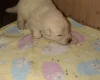 White Swiss Shepherd Dog