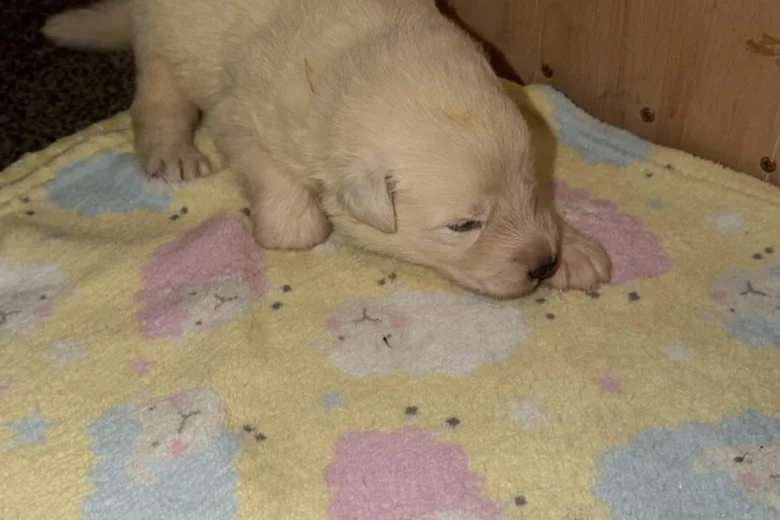 White Swiss Shepherd Dog