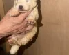 White Swiss Shepherd Dog