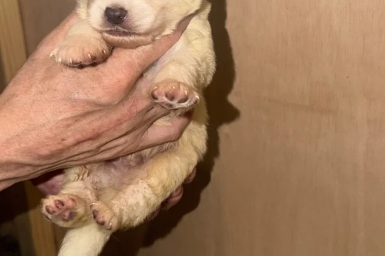 White Swiss Shepherd Dog