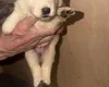 White Swiss Shepherd Dog