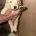 White Swiss Shepherd Dog