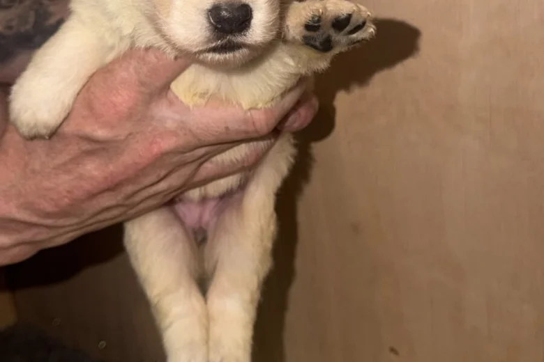 White Swiss Shepherd Dog