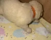 White Swiss Shepherd Dog