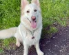 White Swiss Shepherd Dog
