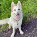 White Swiss Shepherd Dog