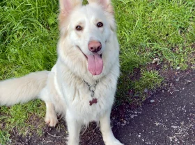 White Swiss Shepherd Dog