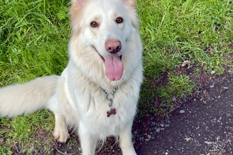 White Swiss Shepherd Dog