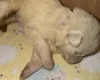 White Swiss Shepherd Dog