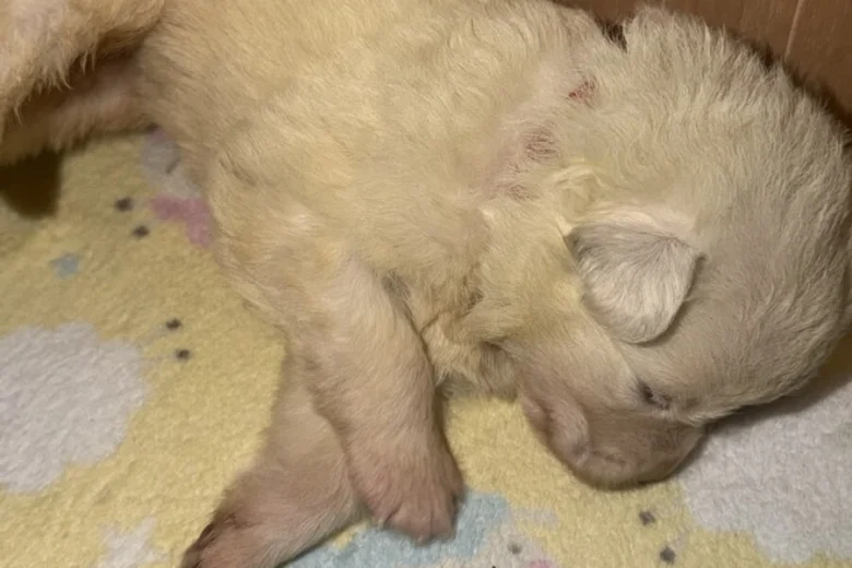 White Swiss Shepherd Dog