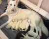 White Swiss Shepherd Dog
