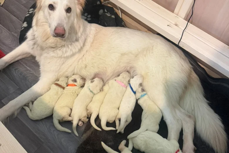 White Swiss Shepherd Dog