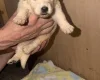 White Swiss Shepherd Dog