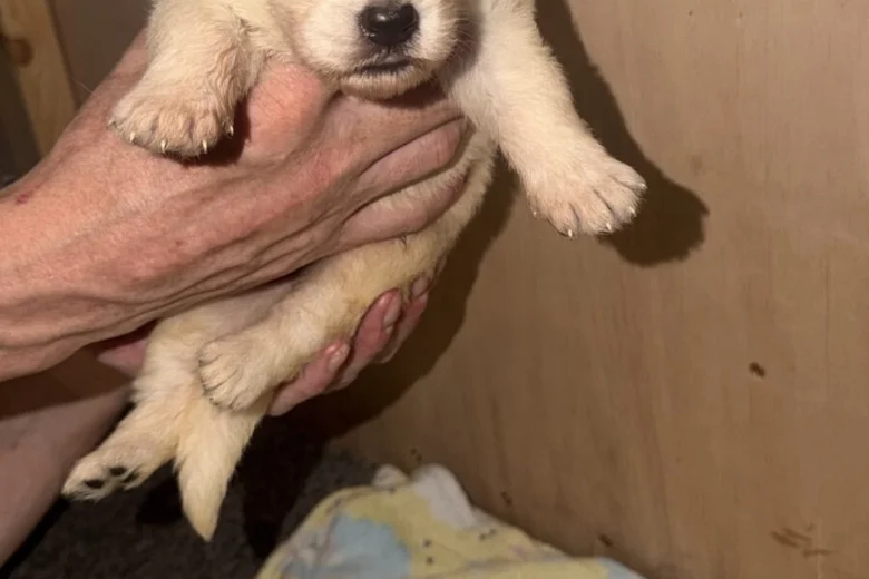 White Swiss Shepherd Dog