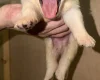 White Swiss Shepherd Dog
