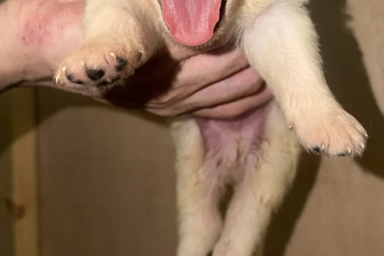 White Swiss Shepherd Dog