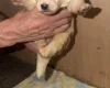 White Swiss Shepherd Dog
