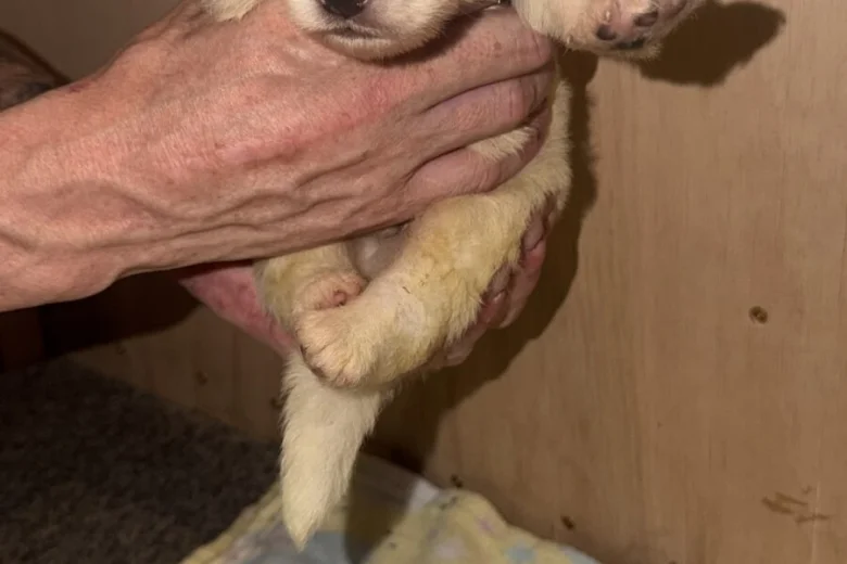 White Swiss Shepherd Dog