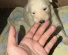 White Swiss Shepherd Dog