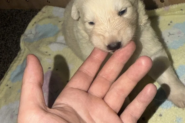 White Swiss Shepherd Dog