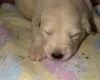 White Swiss Shepherd Dog