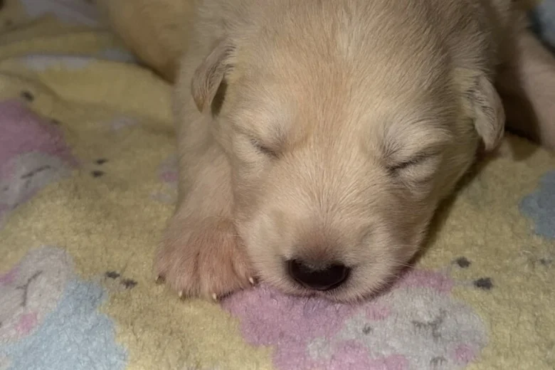 White Swiss Shepherd Dog