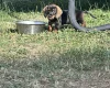 Dachshund (Wire Haired)