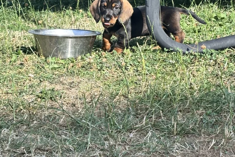 Dachshund (Wire Haired)