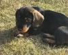 Dachshund (Wire Haired)