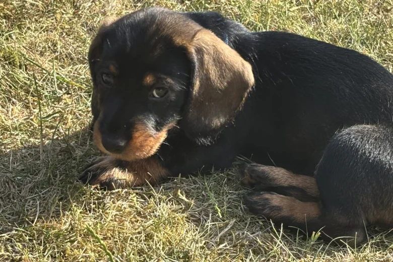 Dachshund (Wire Haired)
