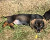 Dachshund (Wire Haired)