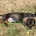 Dachshund (Wire Haired)