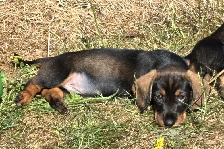 Dachshund (Wire Haired)