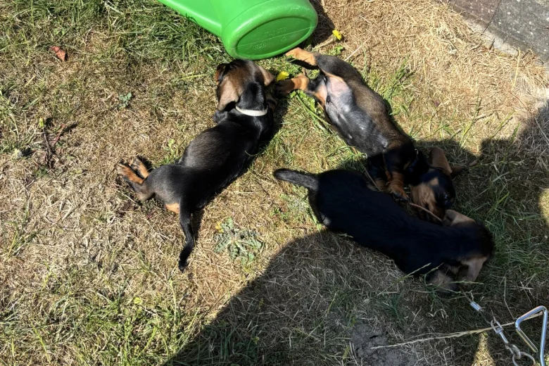 Dachshund (Wire Haired)