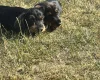 Dachshund (Wire Haired)