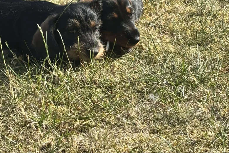 Dachshund (Wire Haired)