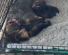 Dachshund (Wire Haired)