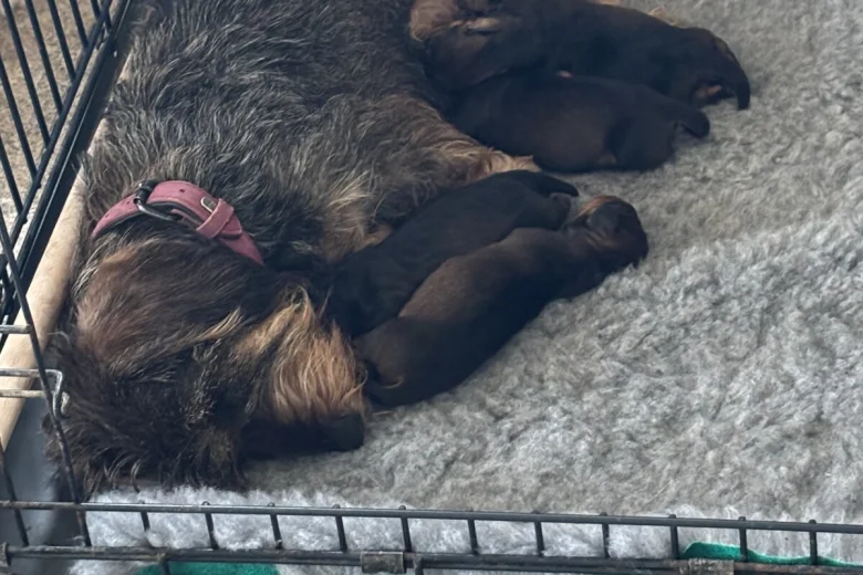 Dachshund (Wire Haired)
