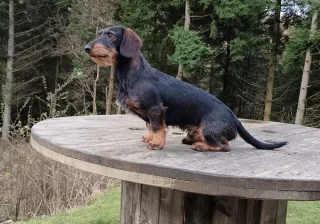 Stud