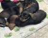 Dachshund (Wire Haired)