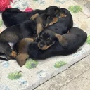Dachshund (Wire Haired)