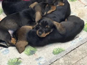 Dachshund (Wire Haired)