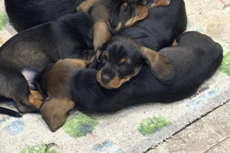 Dachshund (Wire Haired)