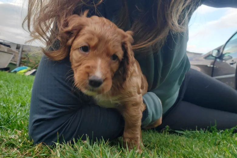 Sprocker Spaniel