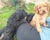 Sprocker Spaniel