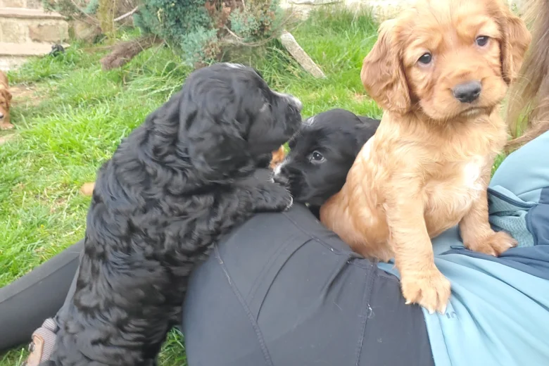 Sprocker Spaniel