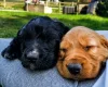 Sprocker Spaniel