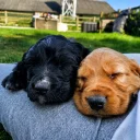 Sprocker Spaniel